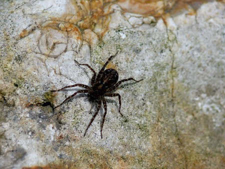 Spider. Stone. Texture. の写真素材