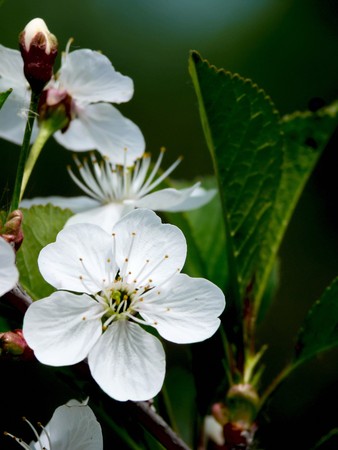 Apple-tree flovers. Spring.