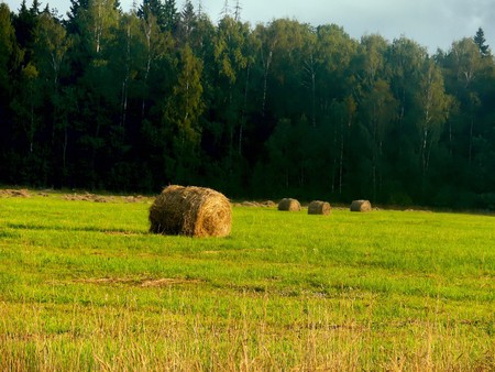 Stacks of oblique hay on a summer meadow. Landscape. の写真素材