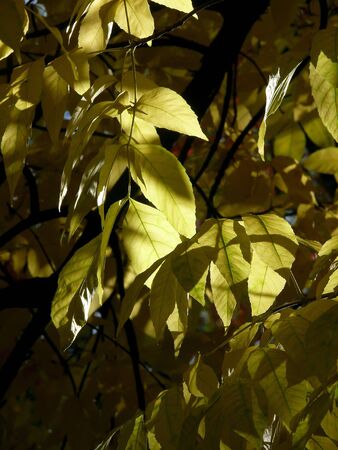Autumn leaves. Autumn. Color. Texture. の写真素材