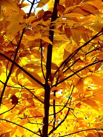 Autumn leaves. Autumn. Color. Texture. の写真素材