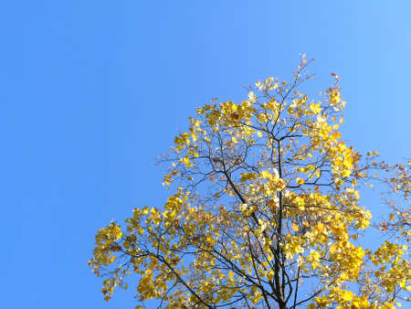 Tree branches. Sky. Late autumn. 