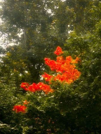 Autumn leaves. Art. の写真素材