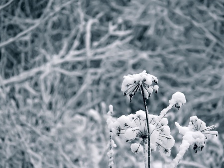 Winter flower. Snow. 