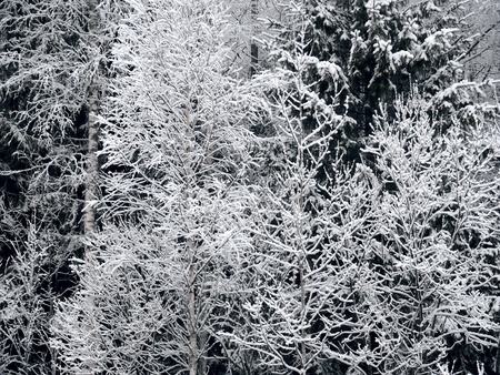 Winter forest. Snow. 