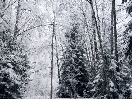 Winter forest. Snow. の写真素材