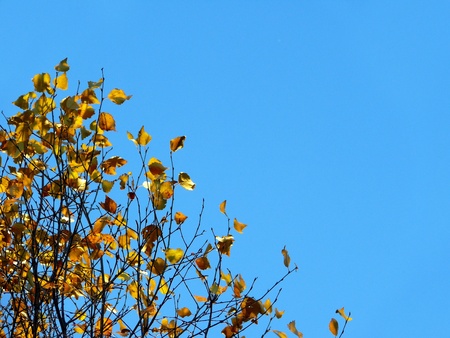 Tree branches. Sky. Late autumn. の写真素材