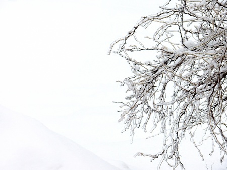 The iced over trees. Sleet. Day.の写真素材