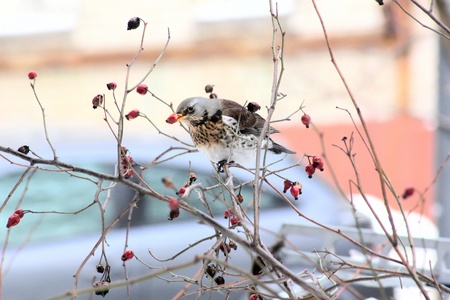 Bird. Spring. Fieldfare sitting on a tree branch.の写真素材