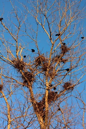 Ravens. Spring. Nests.の写真素材