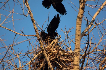 Ravens. Spring. Nests.の写真素材