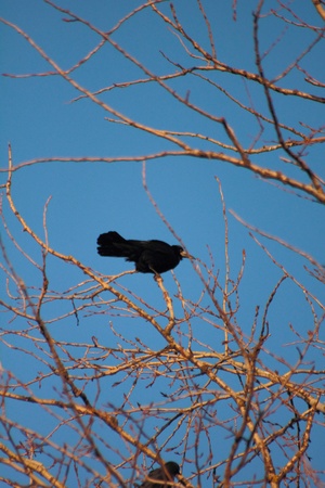 Ravens. Spring. Nests.の写真素材
