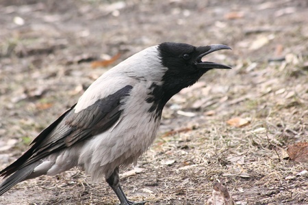 Raven. の写真素材