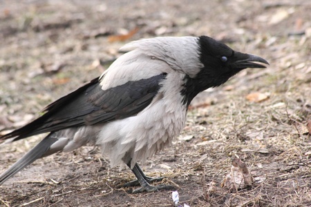 Raven. の写真素材