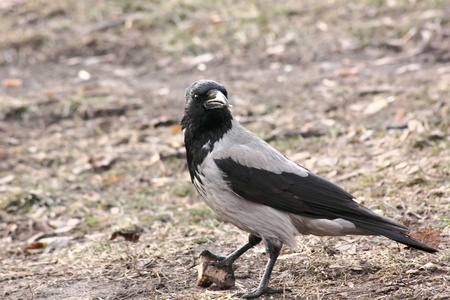 Raven. の写真素材
