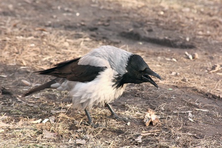 Raven. の写真素材