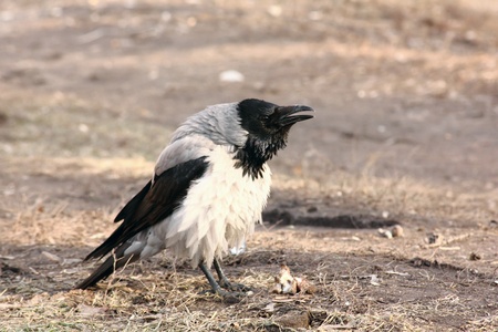 Raven. の写真素材