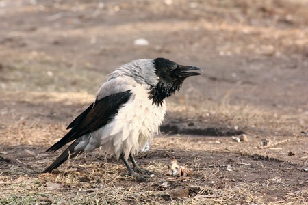 Raven. の写真素材