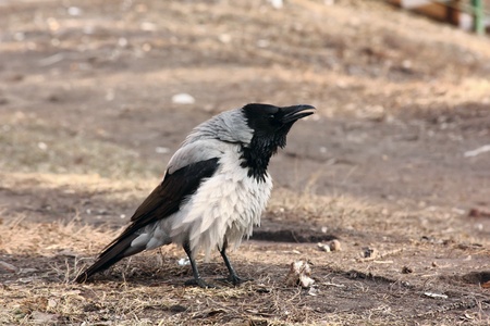 Raven. の写真素材