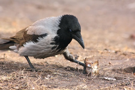 Raven. の写真素材