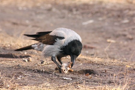 Raven. の写真素材