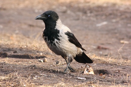 Raven. の写真素材
