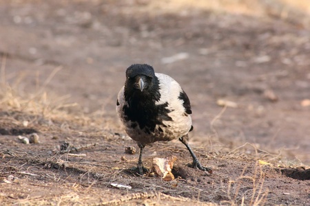 Raven. の写真素材