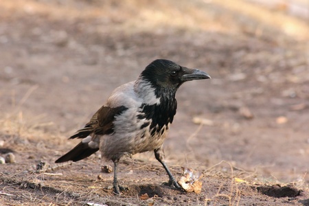 Raven. の写真素材