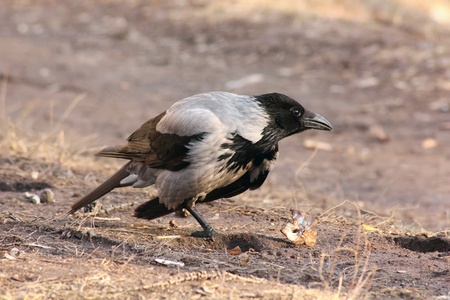 Raven. の写真素材