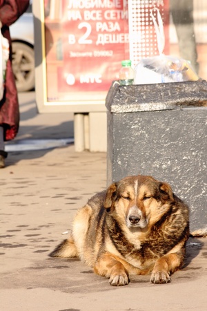 Homeless dog. の写真素材