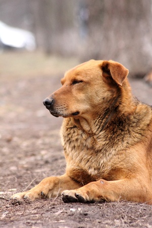 Homeless dog. の写真素材