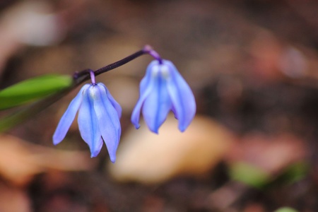 Spring blue flower. 