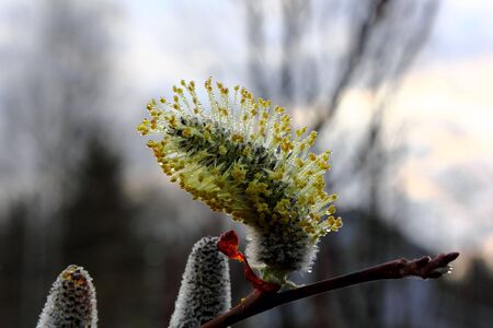 Flowering willow.の写真素材