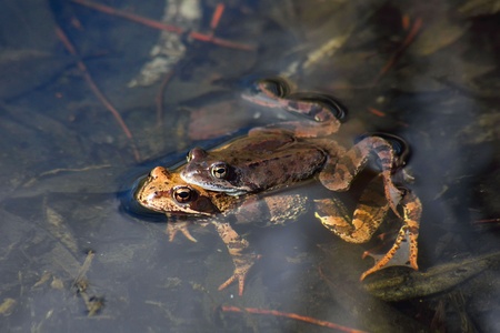 Two frogs. Love. の写真素材