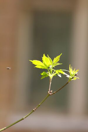 Leaf of the tree. Box elder maple leaf.の写真素材