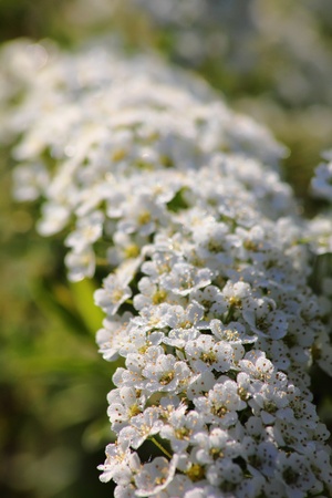 Spirea. White spring flower. の写真素材