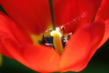 Tulip. Spring flower. の写真素材