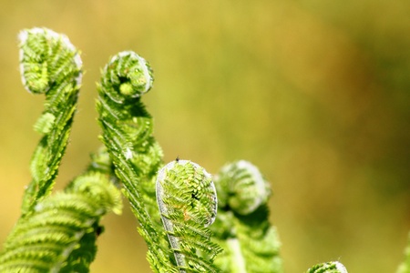 Fern. の写真素材