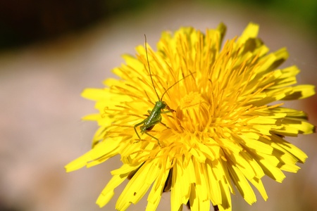 Dandelion. の写真素材