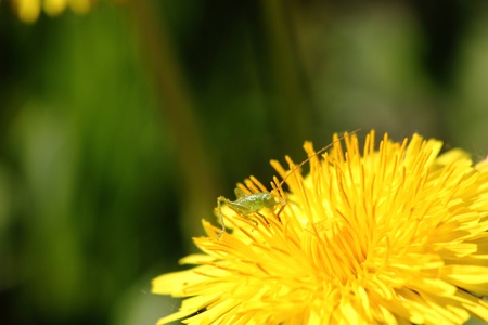 Dandelion. の写真素材