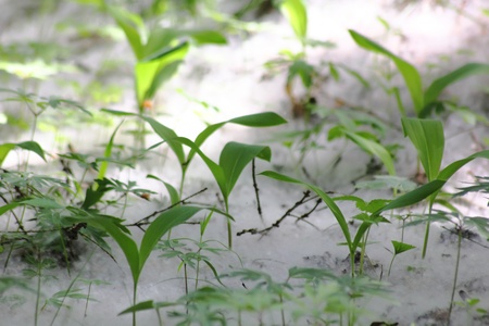Poplar fluff. Forest. Young grass. 