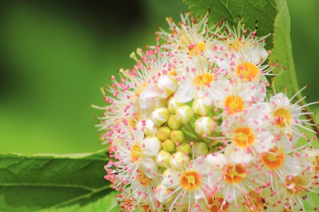 Viburnum. White flower. の写真素材