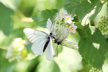Butterflies. A summer flower. の写真素材