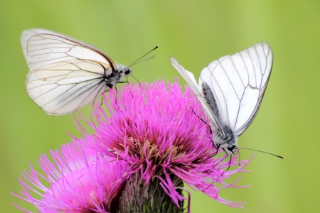 Butterflies. A summer flower. の写真素材