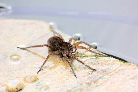 Big spider. の写真素材