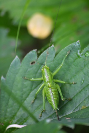 Locust. の写真素材