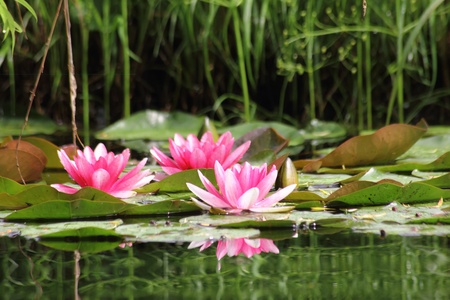 Red waterlily. Water flower. の写真素材