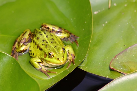 Green frog. Pond. 