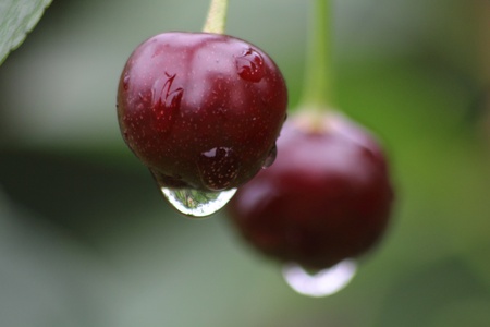 Cherry berry. の写真素材