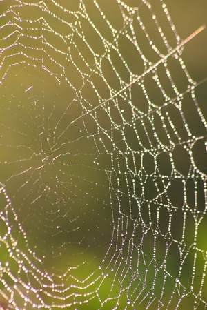 Web. Dew drops on a web. の写真素材